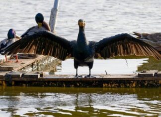 Ile wynosi rata kredytu 500 tys na 30 lat?